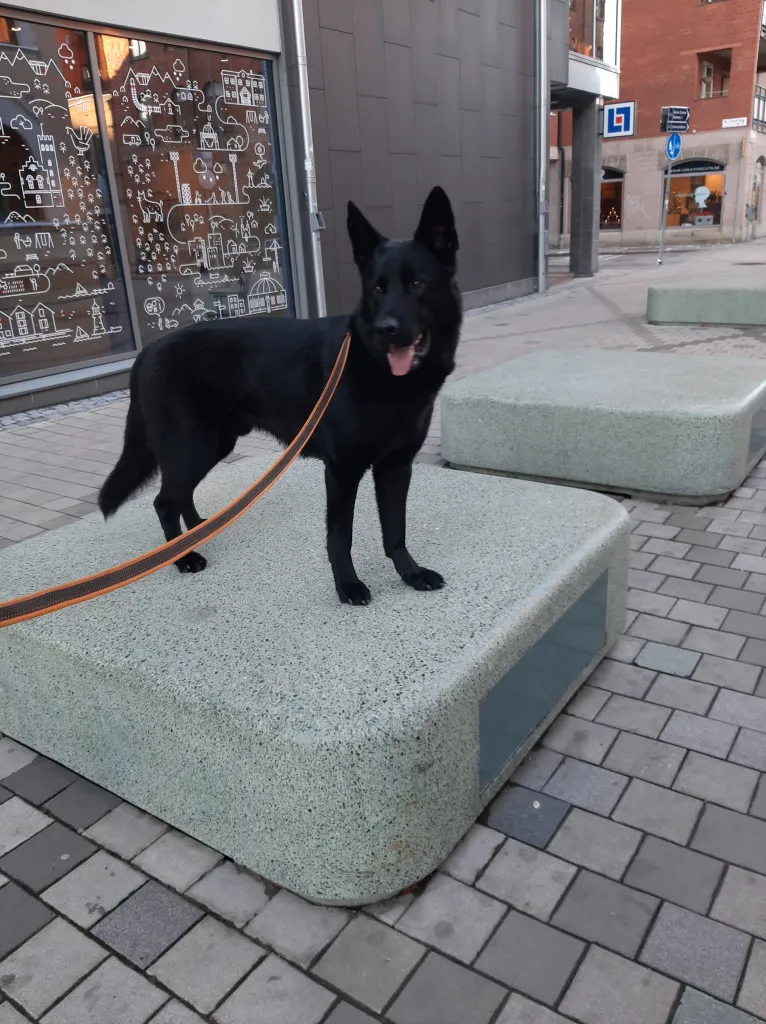 En svart hund som står på ett fyrkantigt stenblock.