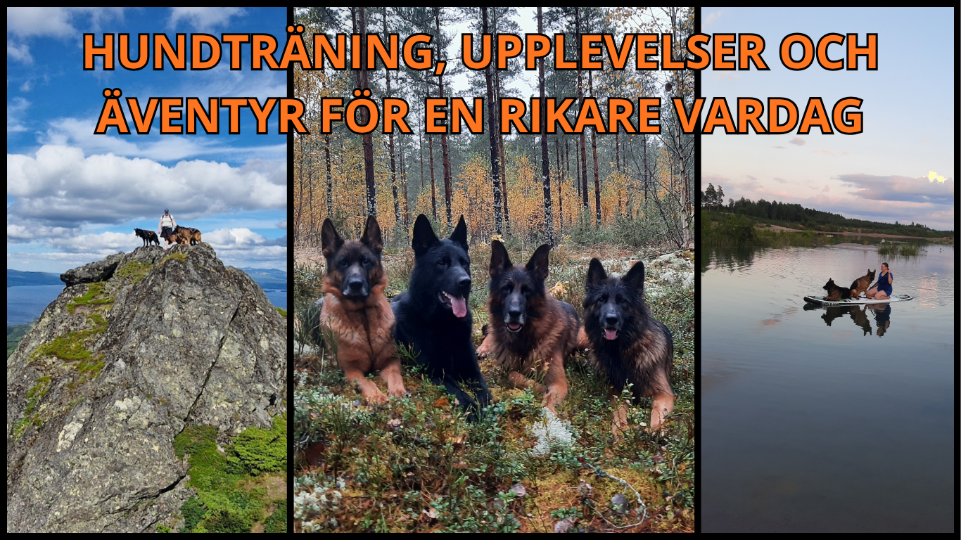 en bild på hundar vid olika tillfällen.
