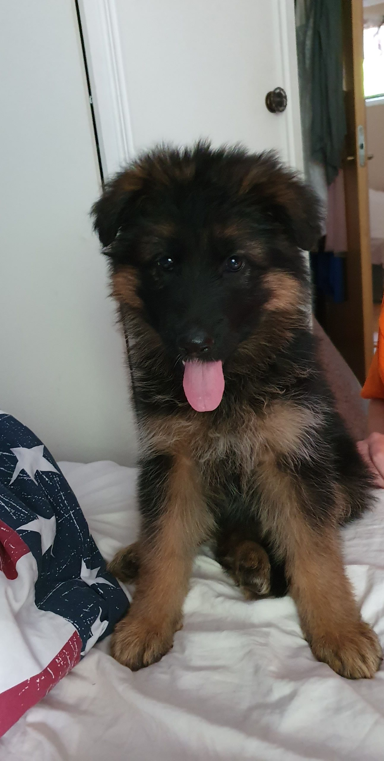 En bild på en hundvalp.